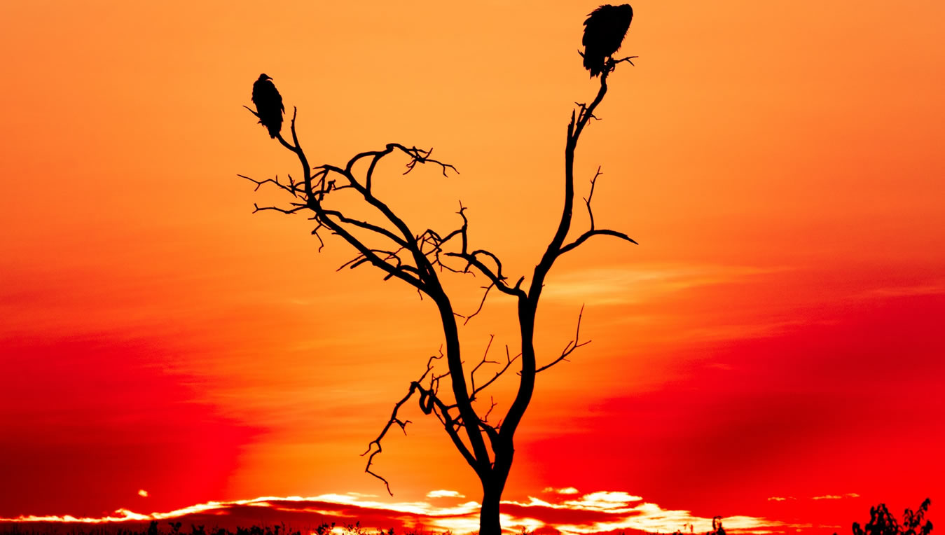 Read more about the article 3 Days Safari To Masai Mara.( Air Safari)