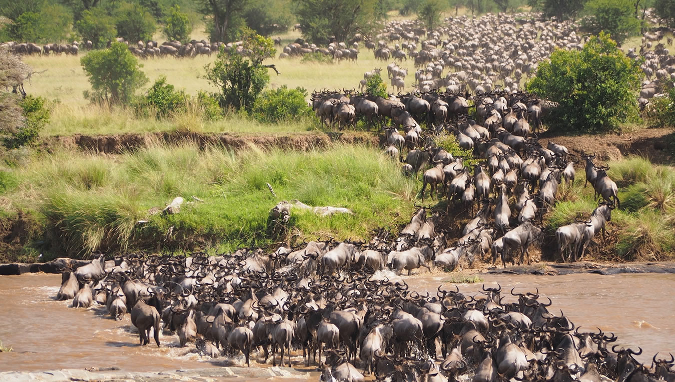 Read more about the article 6 Days Masai Mara, Nakuru, Amboseli, Tsavo East