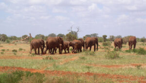 Read more about the article 6 Days Tsavo East, Amboseli, Nakuru, Mara – Diani