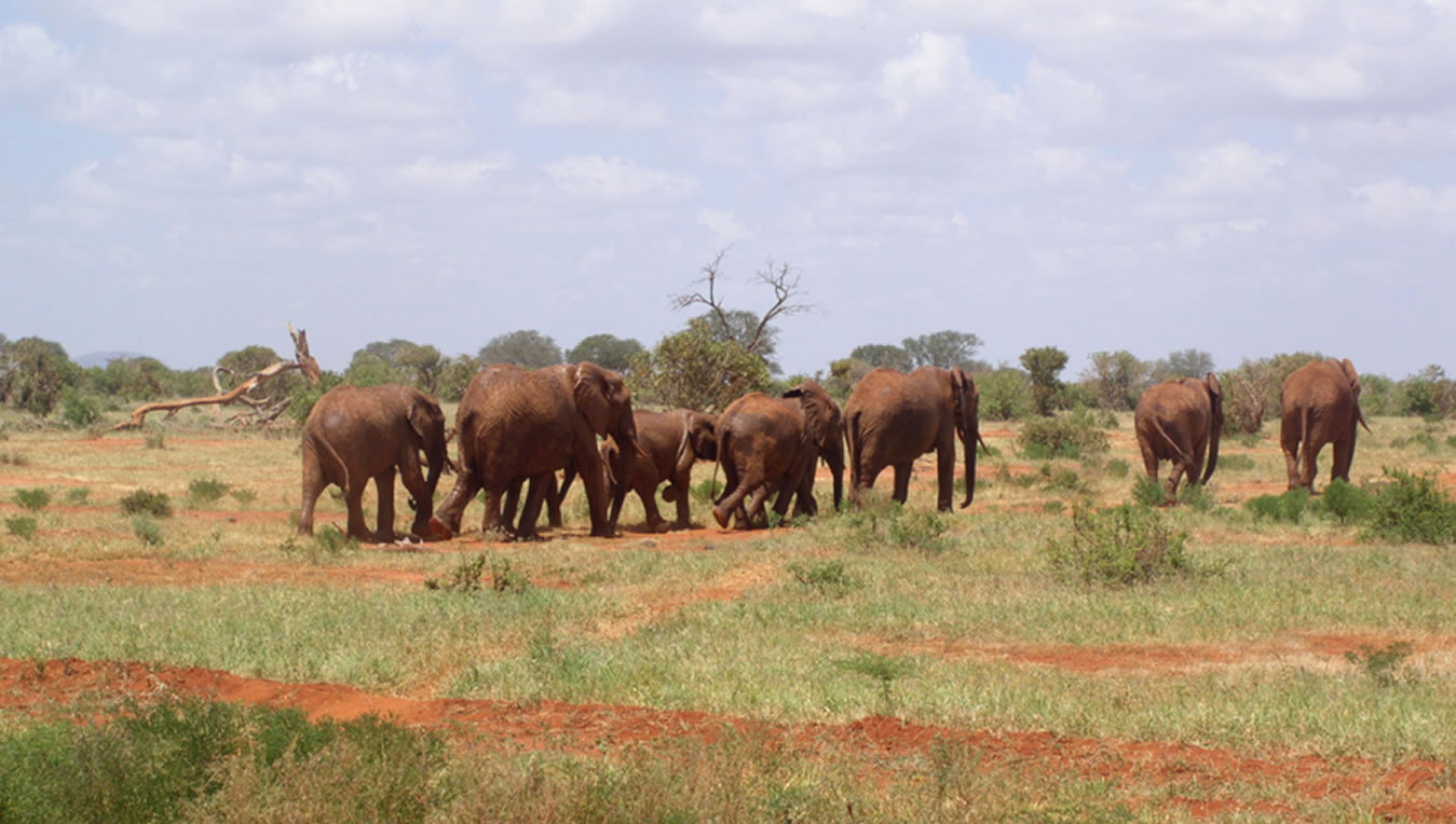 Read more about the article 6 Days Tsavo East, Amboseli, Nakuru, Mara – Diani