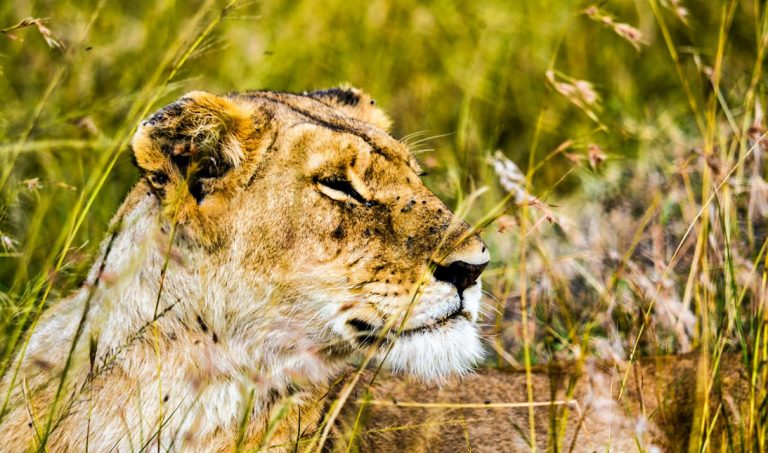 11 Days To Amboseli, Aberdares, Samburu, L. Nakuru, Maasai Mara