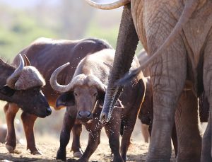 Read more about the article 3 Days Tsavo East And Saltlick