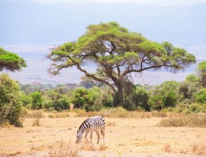 Read more about the article 4 Days Tsavo West, Amboseli & Taita Hills/Saltlick
