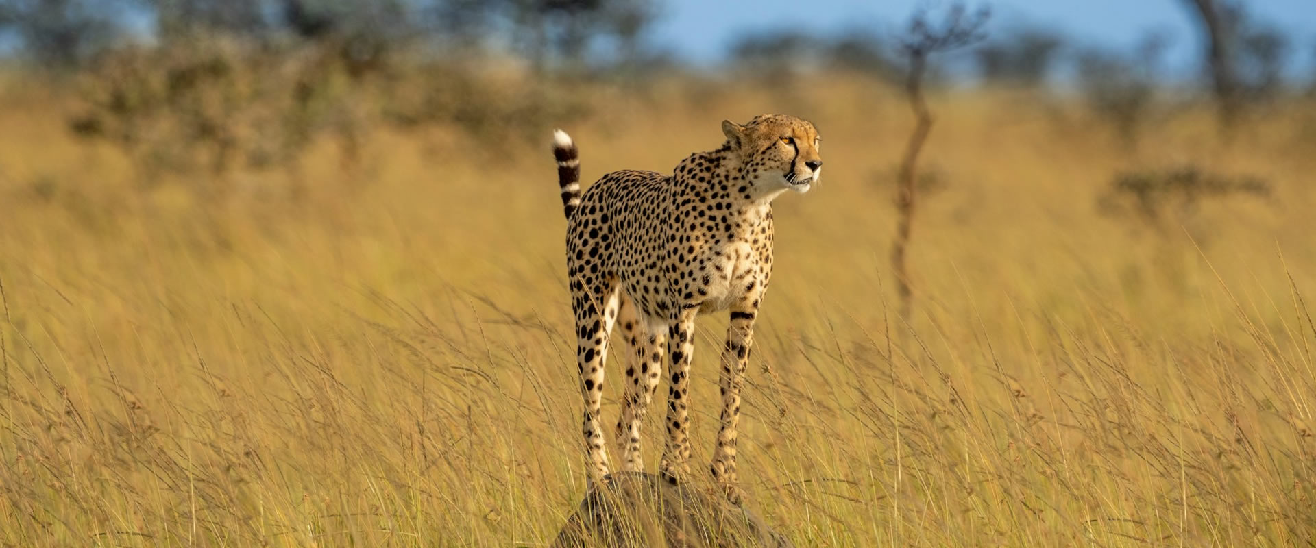 Read more about the article 11 Days Kenya Special Holiday safari
