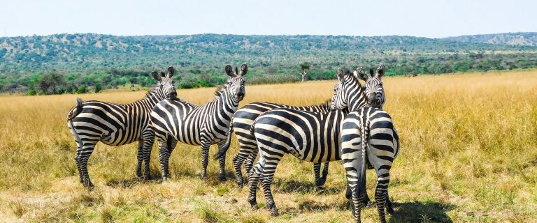 4 Days Tsavo East and West, Amboseli National Park