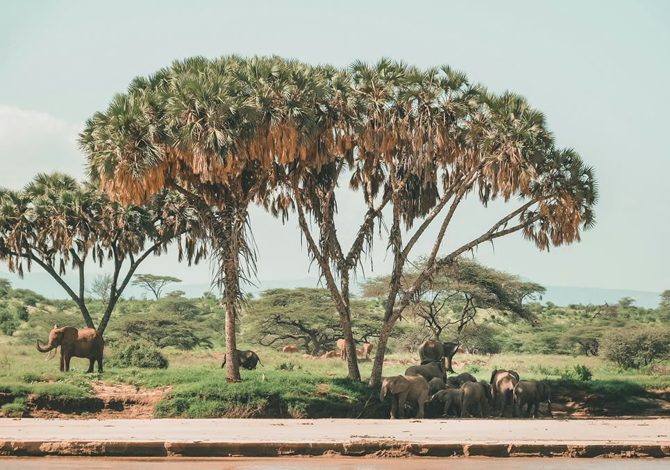 Read more about the article 7 Days Samburu, Aberdare, Lake Nakuru And Masai Mara Safari