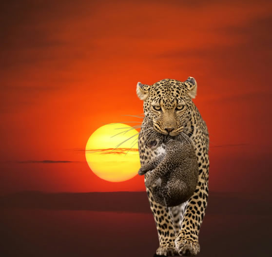 Kenya Budget Safaris
