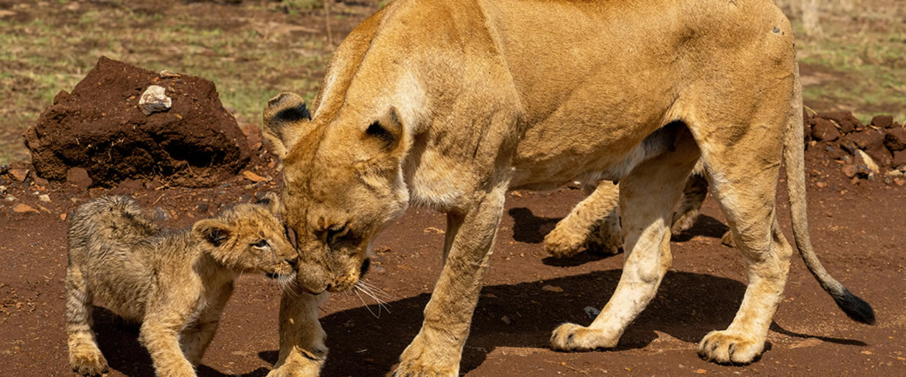Affordable Kenya Safari Packages