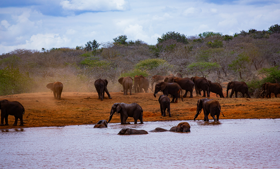 Read more about the article Tsavo East National Park