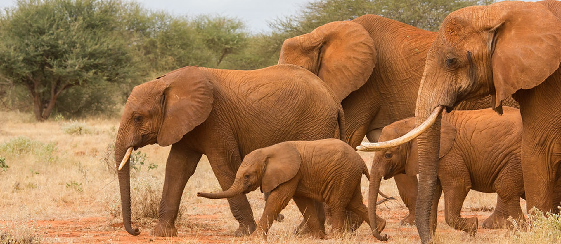 Read more about the article Tsavo West National Park