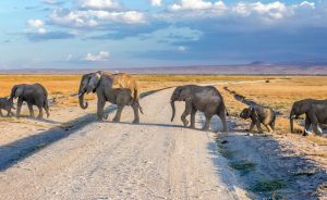 Read more about the article 7 Day African safari Tours