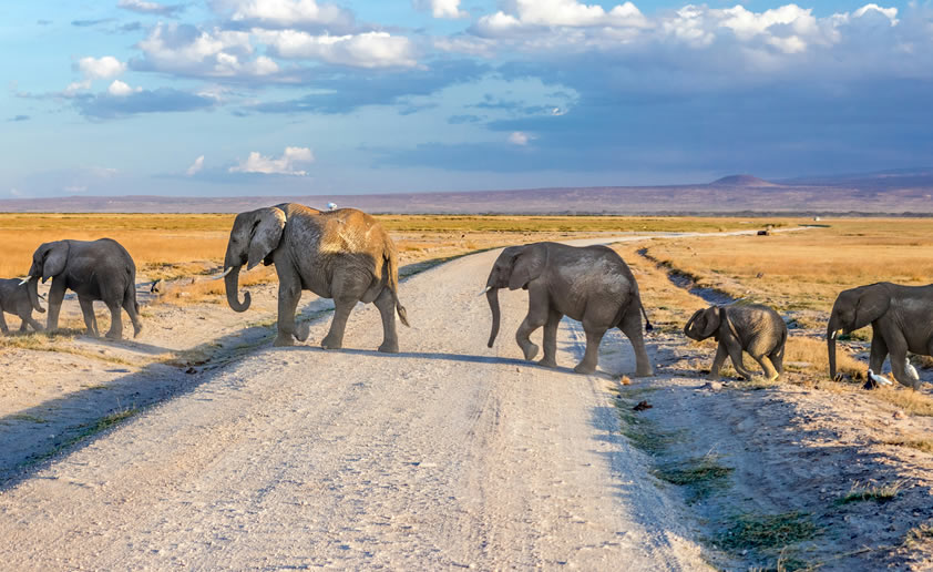 Read more about the article 7 Day African safari Tours