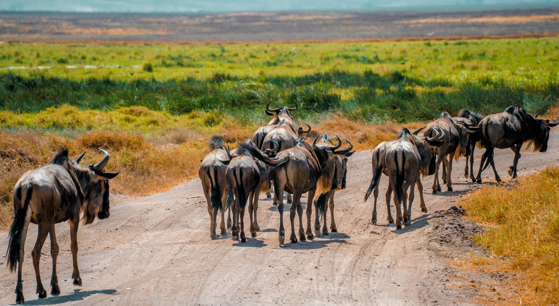 Read more about the article kenya tours safaris – 10 Days Holiday Bush to Beach