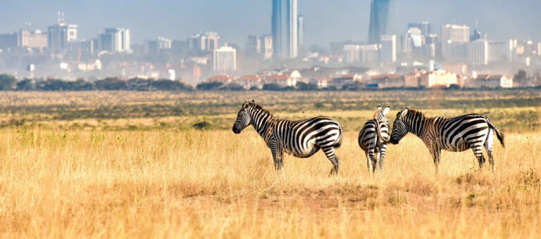 Nairobi National Park Safari Tours