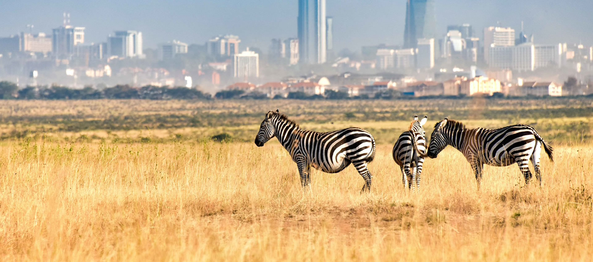 Read more about the article Nairobi national park safari tours